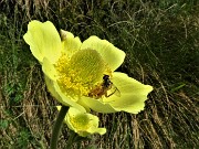 11 Pulsatilla alpina sulphurea (Anemone sulfureo) con ospiti ape e ragno